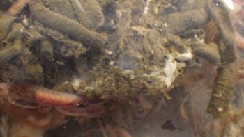 Media type: image;   Invertebrate Zoology 153120 Description: live specimen;